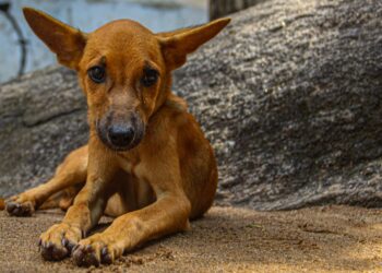 Lanci ishrane su neraskidivi: Nepoznati otrov ubija pse u Banjaluci!
