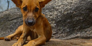 Lanci ishrane su neraskidivi: Nepoznati otrov ubija pse u Banjaluci!