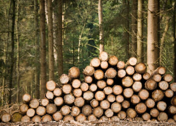 Alarm u šumarstvu: Proizvodnja drveta u BiH drastično pala