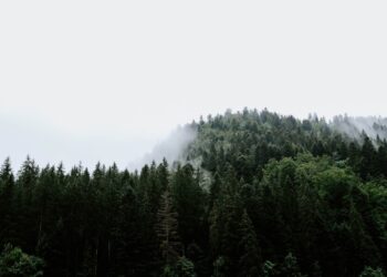 „Šume“ ne poštuju sopstveni Statut