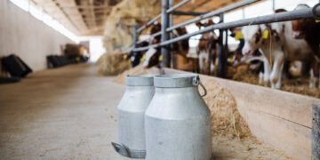 Mljekari dižu glas: Uvoz mlijeka prijeti farmama u Tuzlanskom kantonu! (VIDEO)