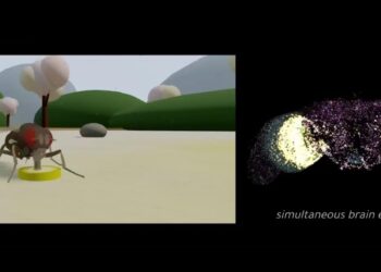 Naučnici napravili digitalni mozak: Muha sada “živi” u računaru!