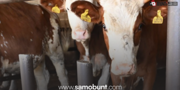 Spas za domaće mljekarstvo