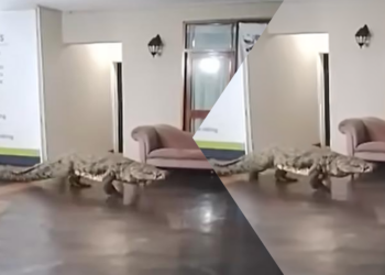 Drama u Zimbabveu: Nilski krokodil prošetao kroz luksuzni hotel! (VIDEO)