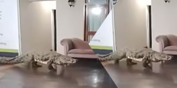 Drama u Zimbabveu: Nilski krokodil prošetao kroz luksuzni hotel! (VIDEO)