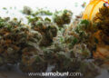 Legalizacija medicinskog kanabisa u BiH