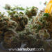 Legalizacija medicinskog kanabisa u BiH